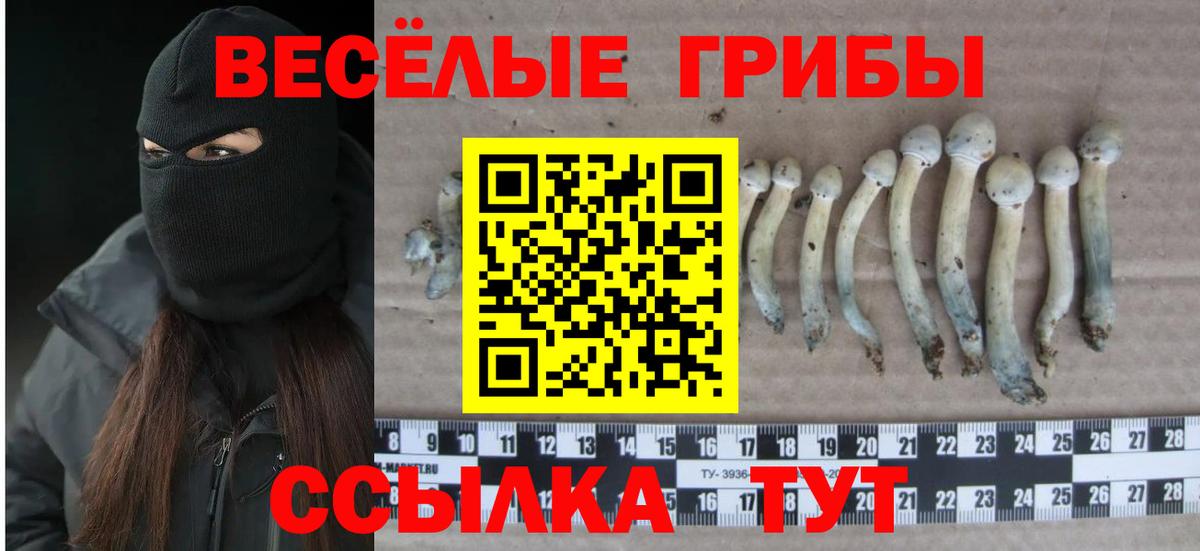 Галлюциногенные грибы Psilocybe Кирово-Чепецк